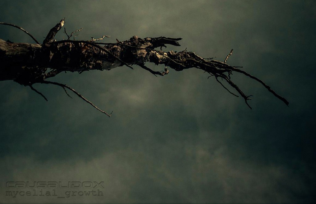 CausaliDox – Mycelial Growth