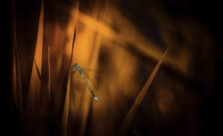 Gijs Musters Photography